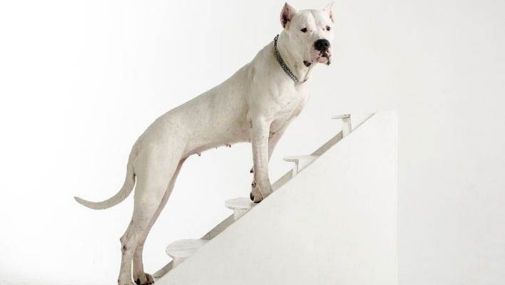 Bild från Hundfixarens test av hundtrappor